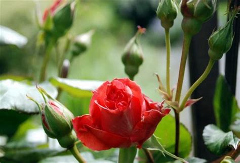 玫瑰花種植方法|玫瑰花種植指南：輕鬆種出美麗玫瑰花 